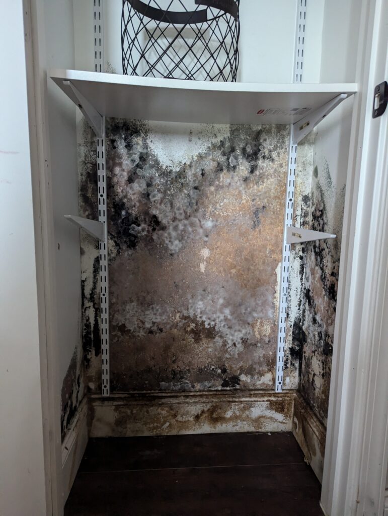 mold growth inside closet wall palm beach county mold remediation