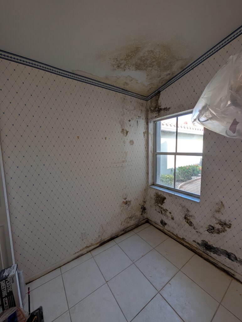 severe mold growth on walls and ceiling in room corner before mold remediation project